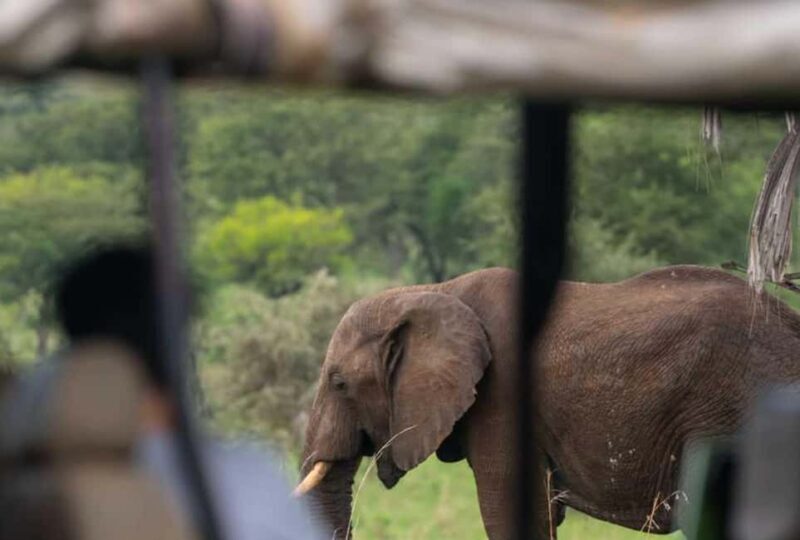 Rwanda: 8-Day Guided Tour with Gorilla Trekking - The Full Experience: An In-Depth Look at the 8-Day Rwanda Tour
