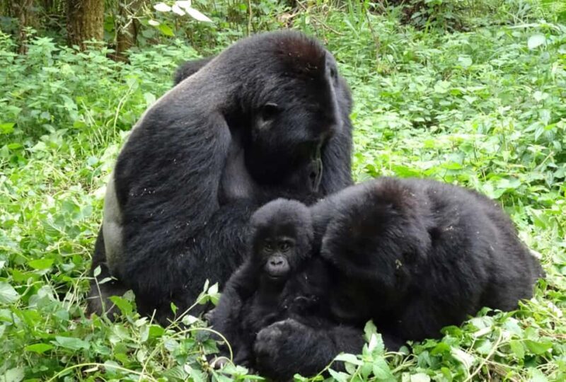 Rwanda: 8-Day Guided Tour with Gorilla Trekking - Who Is This Tour Best Suited For?