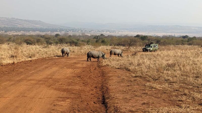 Rwanda: 8-Day Safari with Kigali, Nyungwe, and Volcanoes - Key Points
