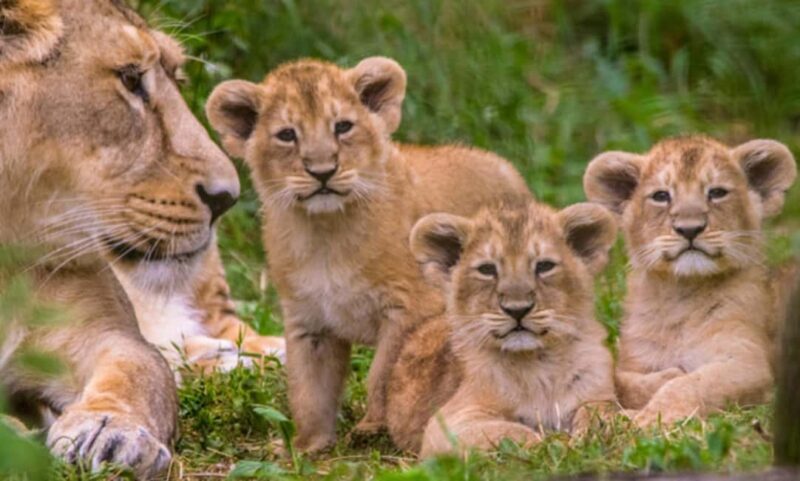Rwanda: 8-Day Safari with Kigali, Nyungwe, and Volcanoes - Practical Details and Value