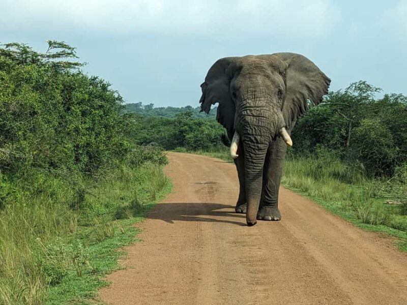 Rwanda: 8-Day Safari with Kigali, Nyungwe, and Volcanoes - Who Is This Tour Best For?