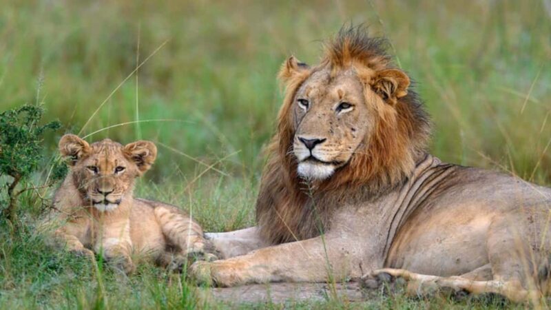 Rwanda: 8-Day Safari with Kigali, Nyungwe, and Volcanoes - FAQs