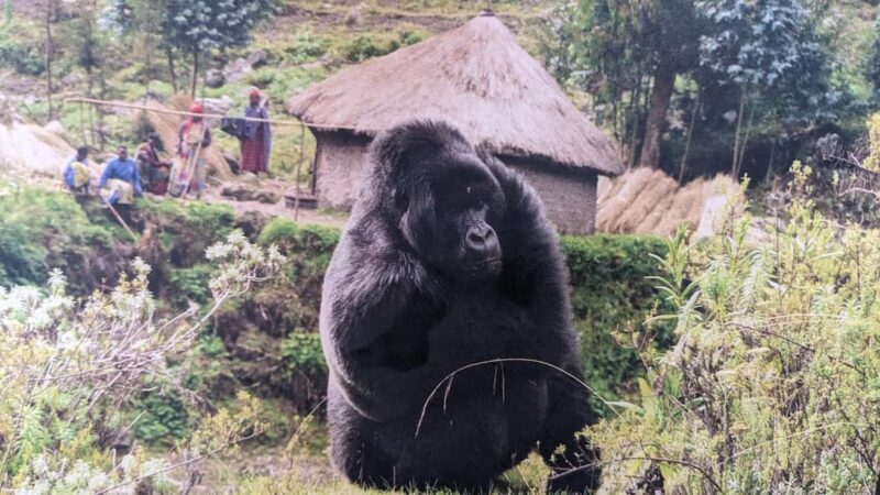 Rwanda: 8-Day Safari with Kigali, Nyungwe, and Volcanoes - Final Thoughts