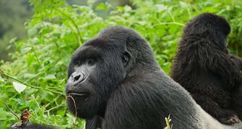 Rwanda: Gorilla Trekking in Volcanoes National Park. - Key Points