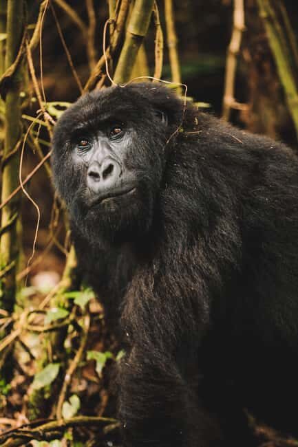 Rwanda Gorilla Trekking SAfaris - An Overview of the Tour