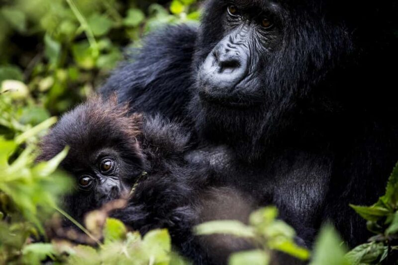 Rwanda Gorilla Trekking SAfaris - Scenic Drive and Surroundings