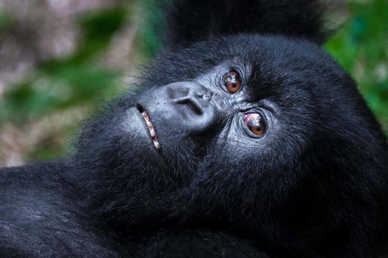 Rwanda Gorilla Trekking SAfaris - What Travelers Love
