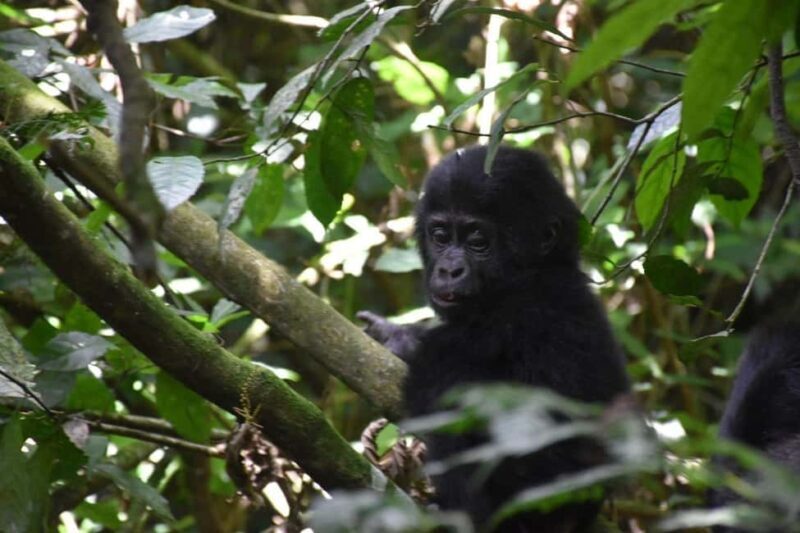 Rwanda: Luxury Gorilla Safari - Key Points