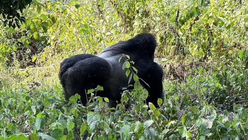 Rwanda: Luxury Gorilla Safari - The Itinerary: What Makes This Tour Stand Out