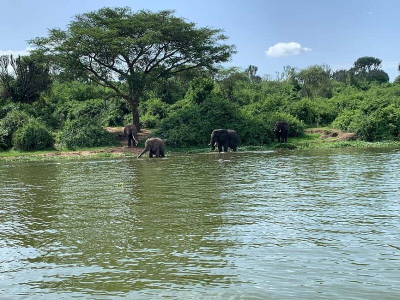 Rwanda: Luxury Gorilla Safari - The Experience of a Lifetime: What You Can Expect