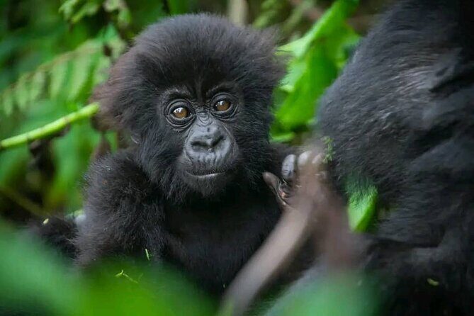 Rwanda One Day Gorilla Trekking with Ibyiwacu Culture Visit - Final Thoughts