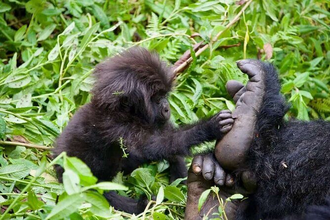 Rwanda One Day Gorilla Trekking with Ibyiwacu Culture Visit - FAQ