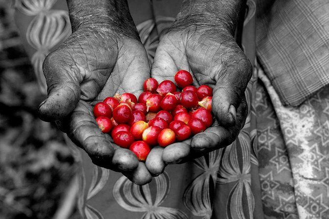 Rwandan Coffee Experience - Rwandan Coffee Experience: An Authentic Taste of Rwanda’s Coffee Roots