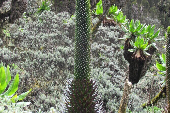 Rwenzori Mountains Trekking with Margherita Peak Summit - Analyzing the Itinerary for a Complete Experience