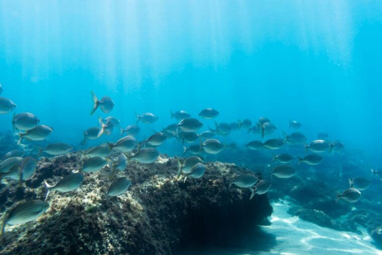 s-miguel-snorkeling-adventure-in-caloura