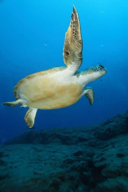 S. Tenerife: Exciting Boat Dive for Beginners to Turtle Bay - The Itinerary
