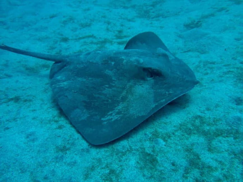S. Tenerife: Exciting Boat Dive for Beginners to Turtle Bay - Authentic Insights from Reviewers