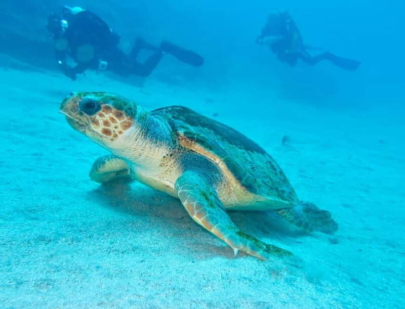 S. Tenerife: Exciting Boat Dive for Beginners to Turtle Bay - The Sum Up