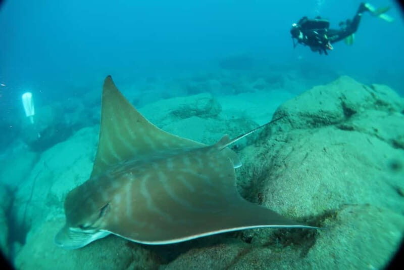 S. Tenerife: Exciting Boat Dive for Beginners to Turtle Bay - FAQ