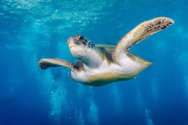 S Tenerife: Guided Boat Dive for Qualified Divers - Who Will Love This Experience?