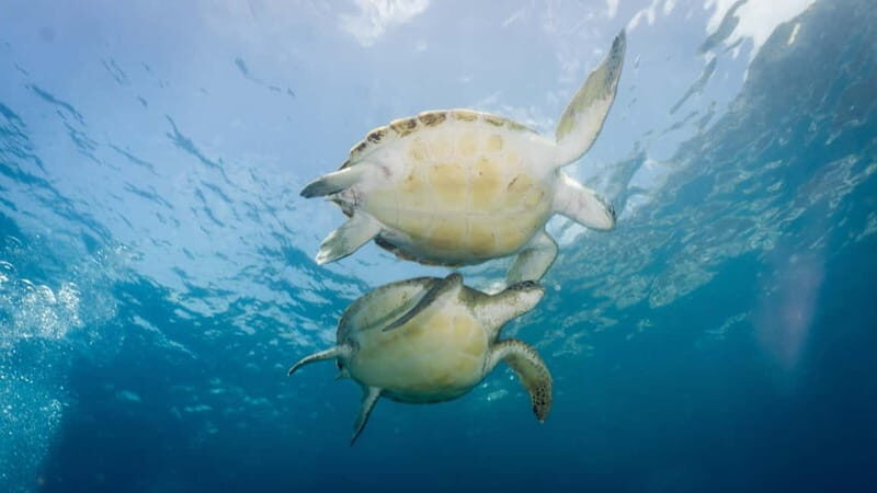 S Tenerife: Guided Boat Dive for Qualified Divers - The Sum Up