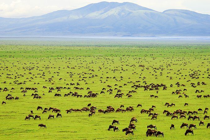 Saadani Day Trip - Introduction to Saadani National Park