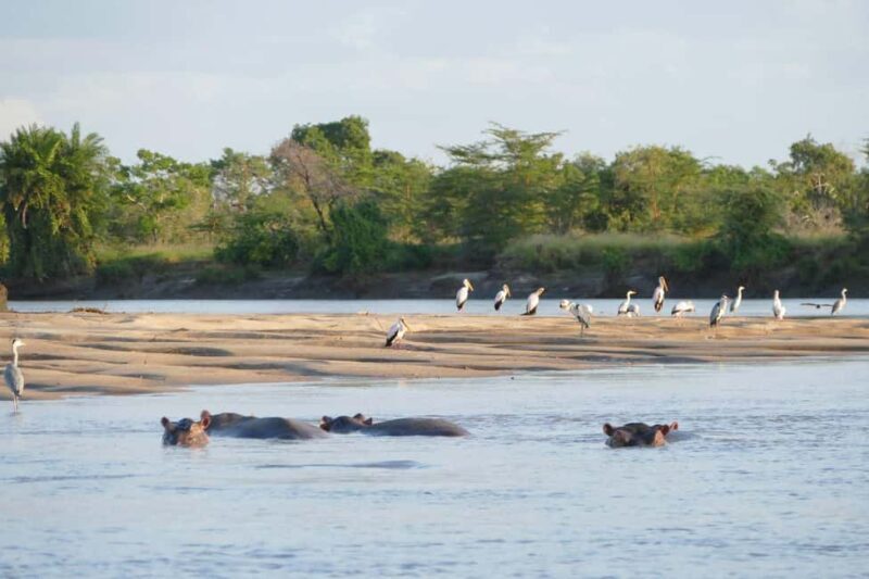 Saadani National Park: 2-Day Safari Adventure - Discovering the 2-Day Saadani National Park Safari