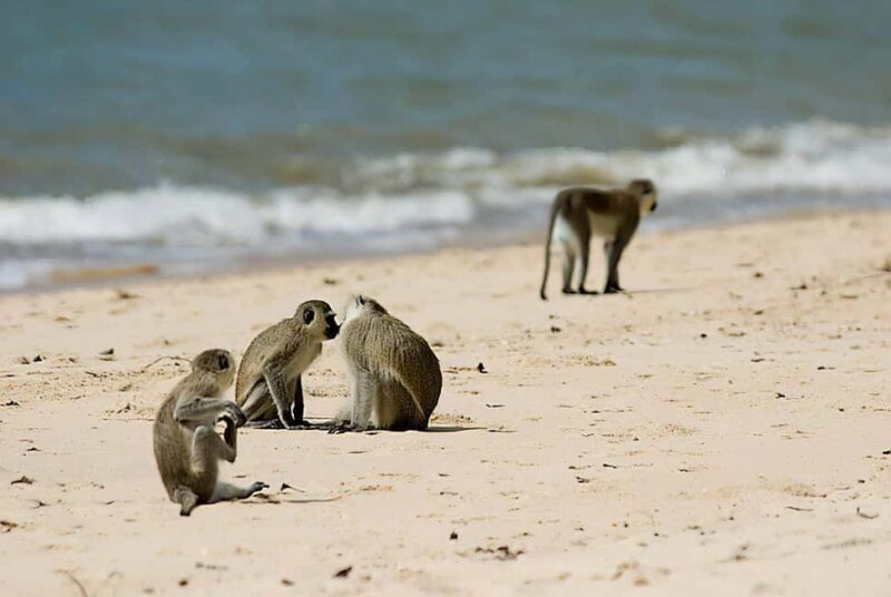 Saadani National Park: 2-Day Safari Adventure - The Itinerary: What to Expect