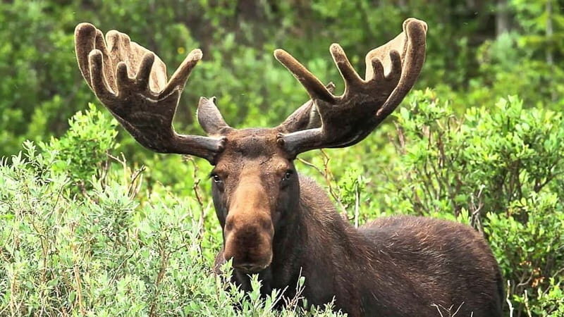 Saariselka: Moose Safari in Inari  Saariselkä - Saariselka: Moose Safari in Inari Saariselkä