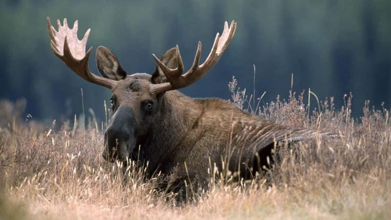 Saariselka: Moose Safari in Inari  Saariselkä - Key Points