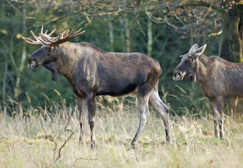 Saariselka: Moose Safari in Inari  Saariselkä - Why This Safari Is a Great Choice