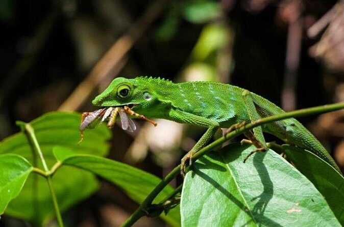 Sabah Highlights Adventure 7D/6N - FAQs