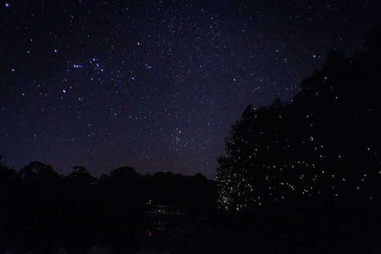 sabah-kawa-kawa-fireflies-sunset-cruise