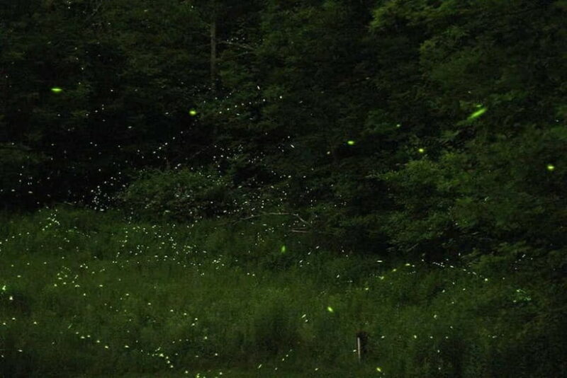 Sabah: Kawa Kawa Private River Cruise w/ Monkeys & Fireflies - Introduction to the Tour Experience