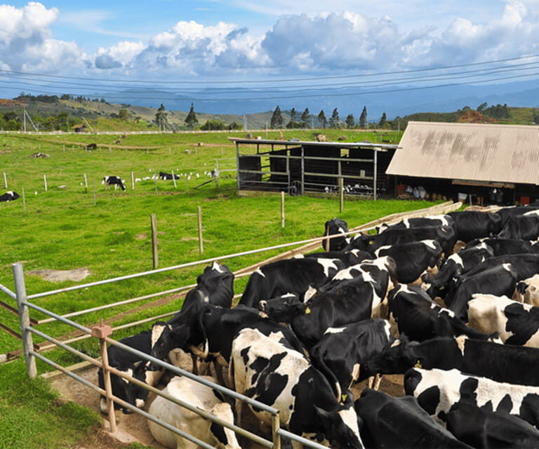 Sabah: Kinabalu Park, Hot Springs, and Cow Farm Day Tour - Nabalu Market: A Taste of Local Life