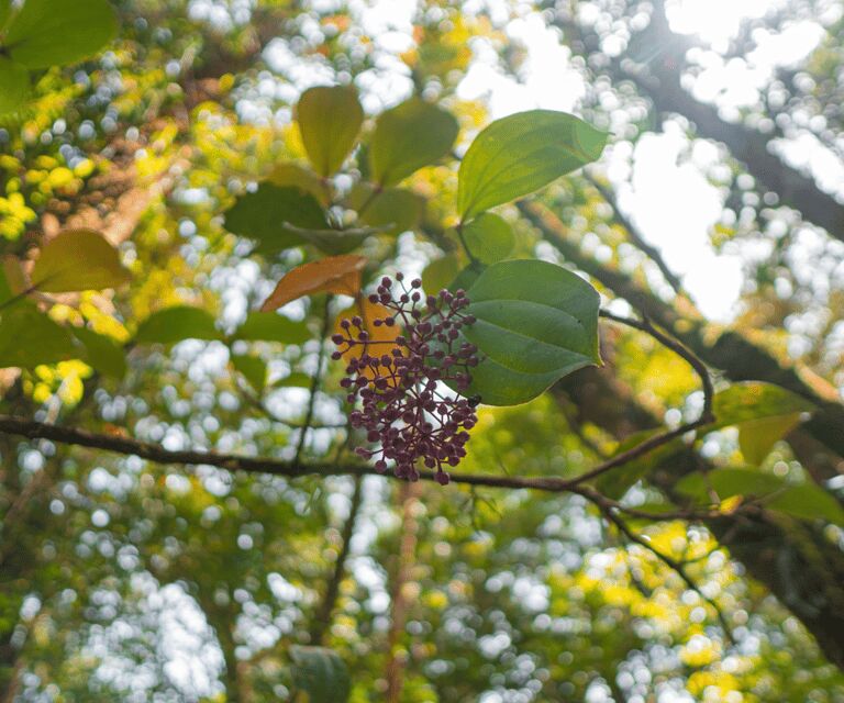 Sabah: Kinabalu Park, Hot Springs, and Cow Farm Day Tour - Lunch and Canopy Walk: A Mix of Rest and Adventure
