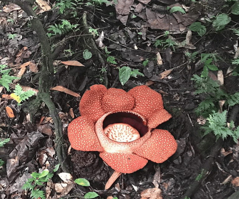 Sabah: Kinabalu Park, Hot Springs, and Cow Farm Day Tour - Poring Hot Springs: Relaxation and Nature