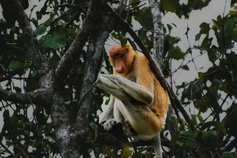 Sabah: Mangrove Fireflies, and Sky Mirror Dream Beach Tour - Exploring the Itinerary in Detail