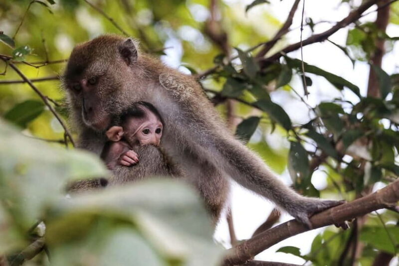 Sabah: Mangrove Fireflies, and Sky Mirror Dream Beach Tour - Highlights and Potential Drawbacks