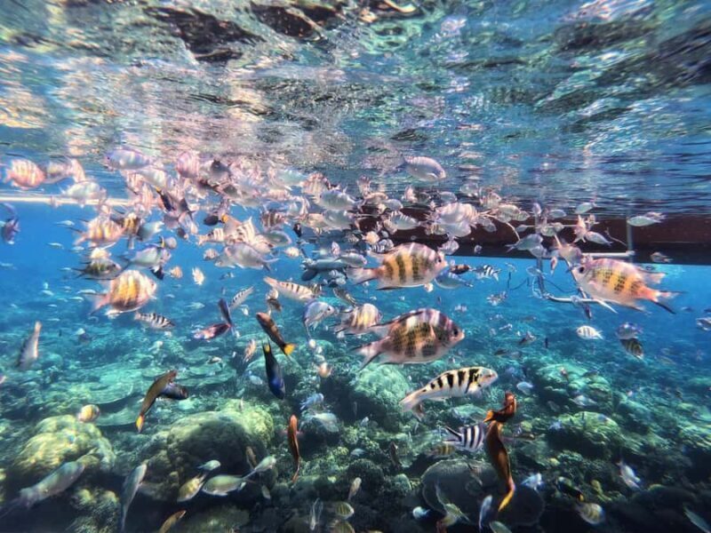 Sabah: Mantanani Island and Wildlife River Cruise Tour - Practical Tips for a Smooth Experience