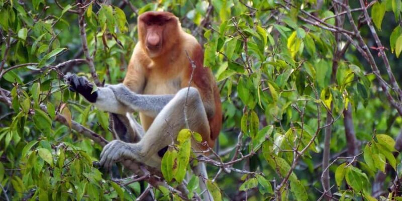 Sabah: Mantanani Island and Wildlife River Cruise Tour - Final Thoughts: Who Is This Tour Best For?