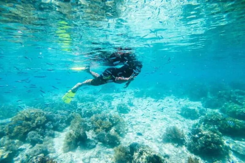 Sabah: Pulau Tiga Snorkeling Day Trip with Lunch - Wildlife and Unique Features