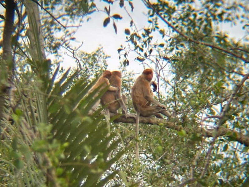Sabah: Weston Wetland River Cruise with Dinner - A Detailed Look at the Weston Wetland River Cruise Experience