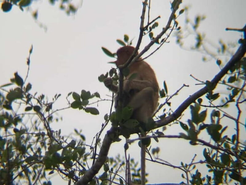 Sabah: Weston Wetland River Cruise with Dinner - FAQ