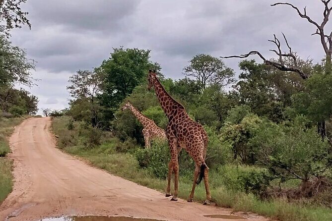 Sabi Sand Sunset Safari - An In-Depth Look at the Sabi Sand Sunset Safari