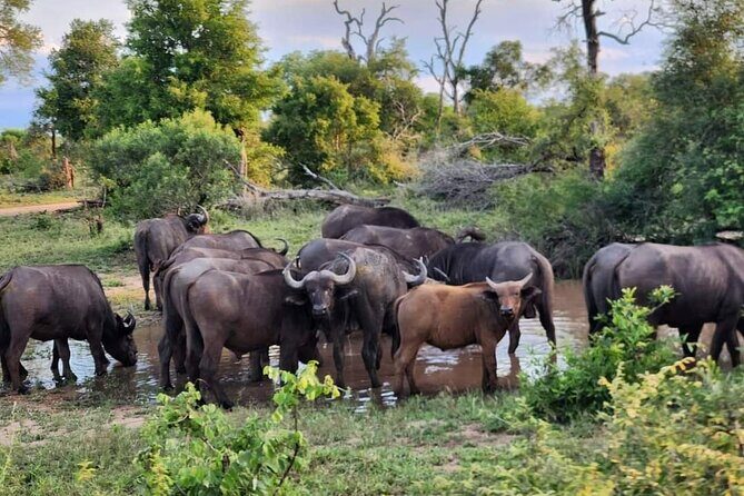 Sabi Sand Sunset Safari - Final Thoughts