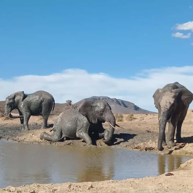 Sabi Sands Reserve Safari from Maputo 3 Days/2 Nights - Key Points