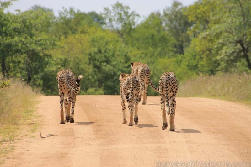 Sabi Sands Reserve Safari from Maputo 3 Days/2 Nights - An In-Depth Look at the Itinerary