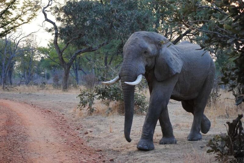 Sabi Sands Reserve Safari from Maputo 3 Days/2 Nights - Practical Details and Tips