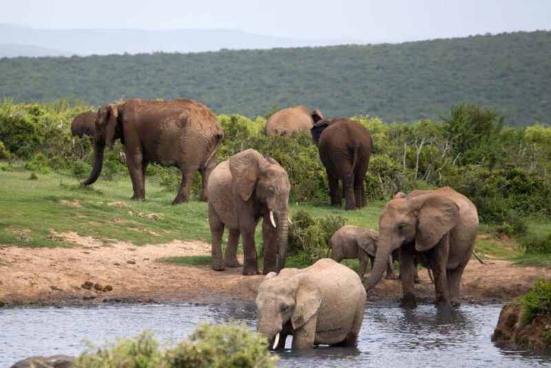 Sabi Sands Reserve Safari from Maputo 3 Days/2 Nights - Frequently Asked Questions